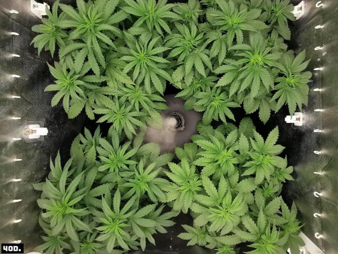 Fruit Punch. Week 6 - 40D