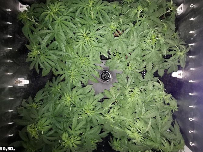 Fruit Punch. Week 6 - 40,5 D