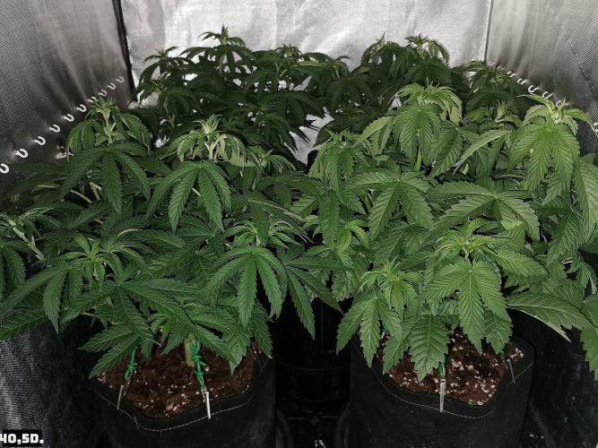 Fruit Punch. Week 6