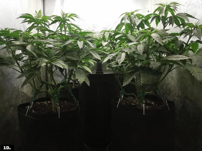 Fruit Punch. Week 7 - 1d
