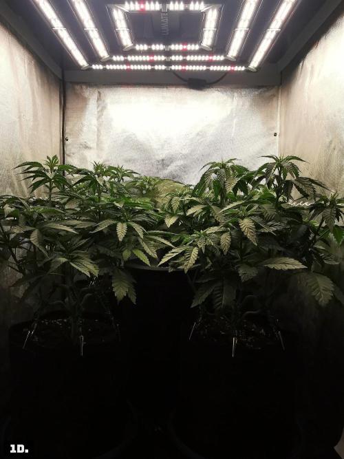 Fruit Punch. Week 7 - 1d