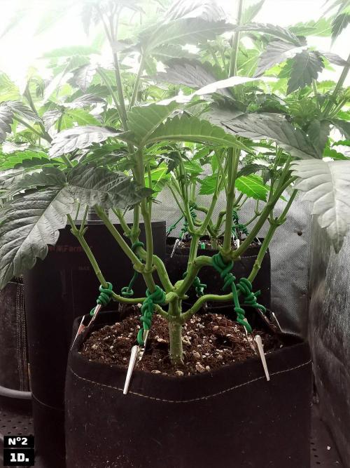 Fruit Punch. Week 7