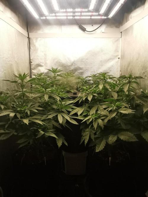 Fruit Punch. Week 7