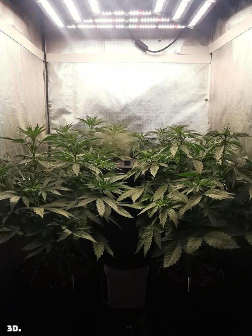 Fruit Punch. Week 7 - 3d