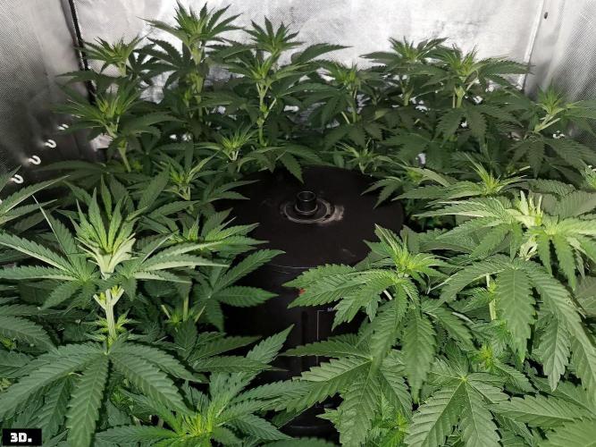Fruit Punch. Week 7 - 3d