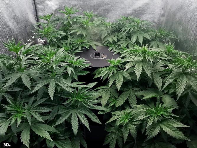 Fruit Punch. Week 7 - 3d