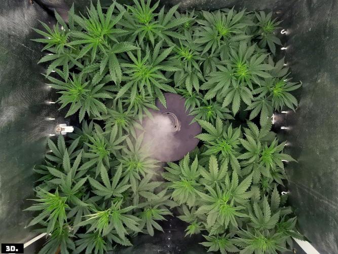 Fruit Punch. Week 7
