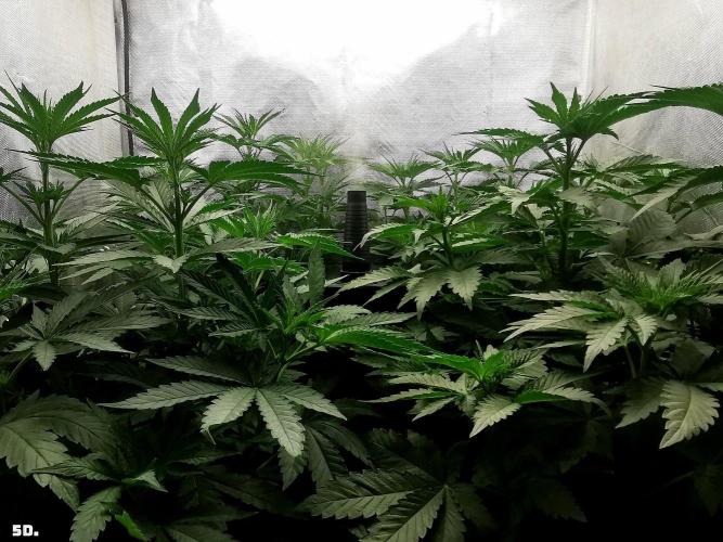 Fruit Punch. Week 7 - 5d