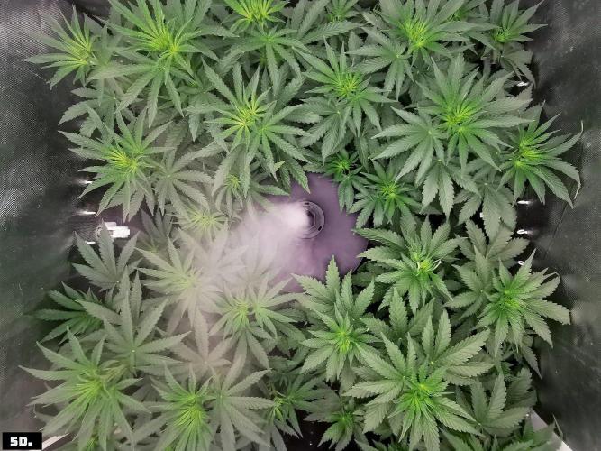 Fruit Punch. Week 7