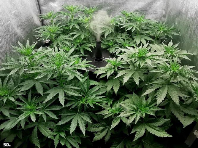 Fruit Punch. Week 7 - 5d