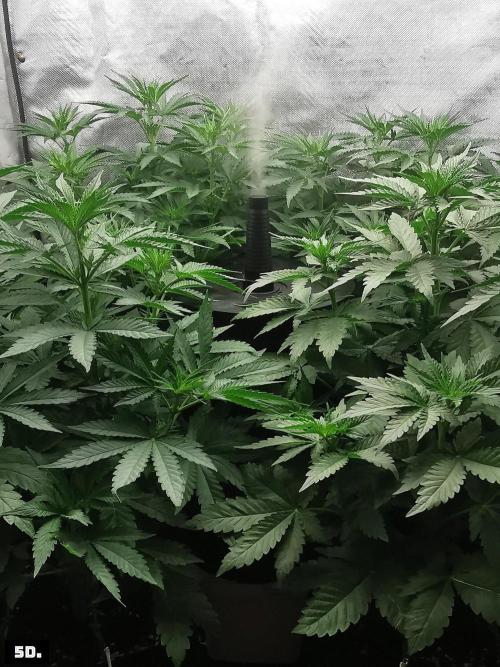Fruit Punch. Week 7 - 5d