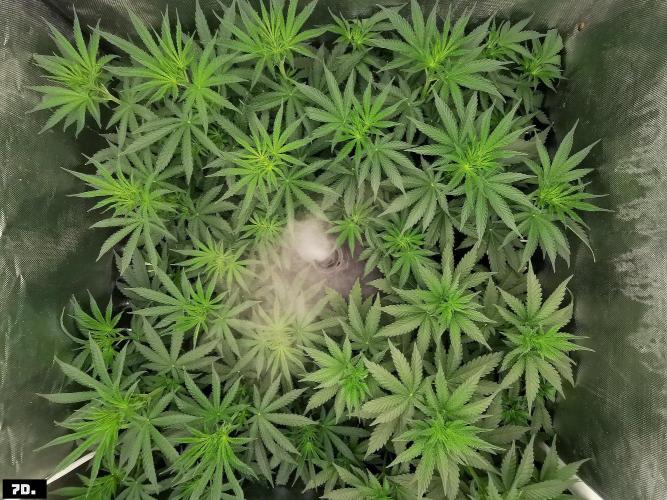 Fruit Punch. Week 7 - 7D