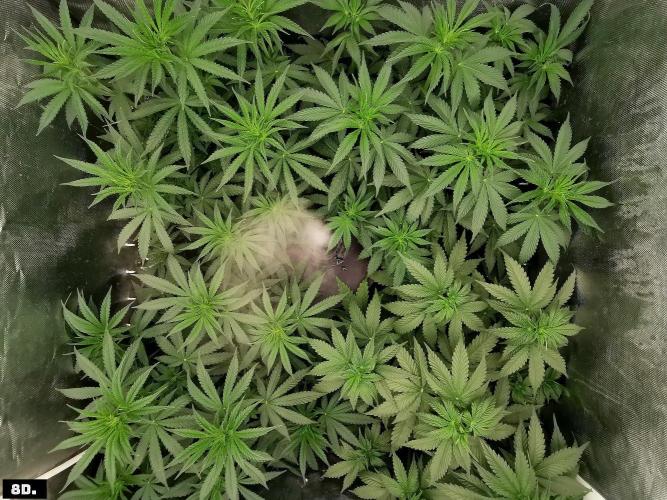 Fruit Punch. Week 7
