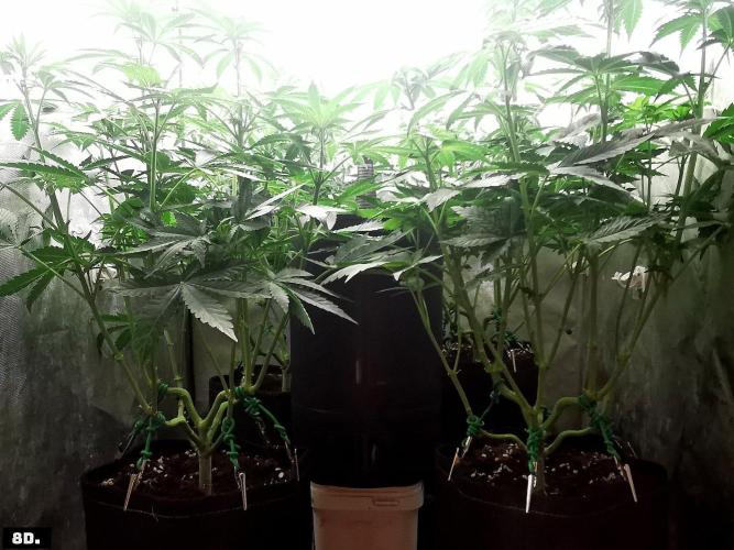 Fruit Punch. Week 8 - 8D