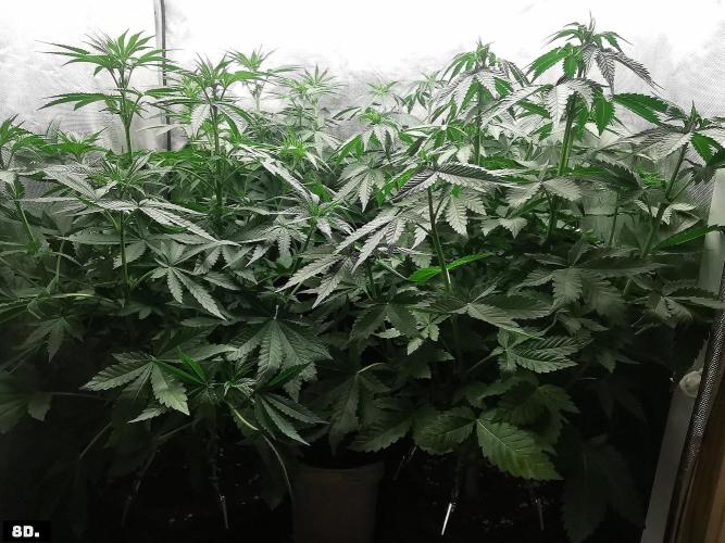 Fruit Punch. Week 8 - 8D