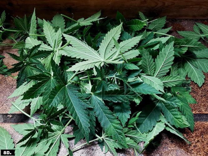 Fruit Punch. Week 8 - 8D