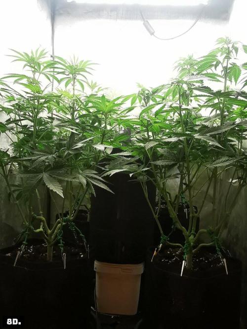 Fruit Punch. Week 8 - 8D