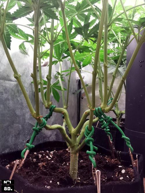 Fruit Punch. Week 8 - 8D Nº1