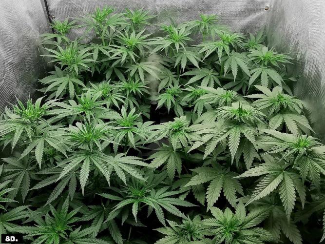 Fruit Punch. Week 8 - 8D
