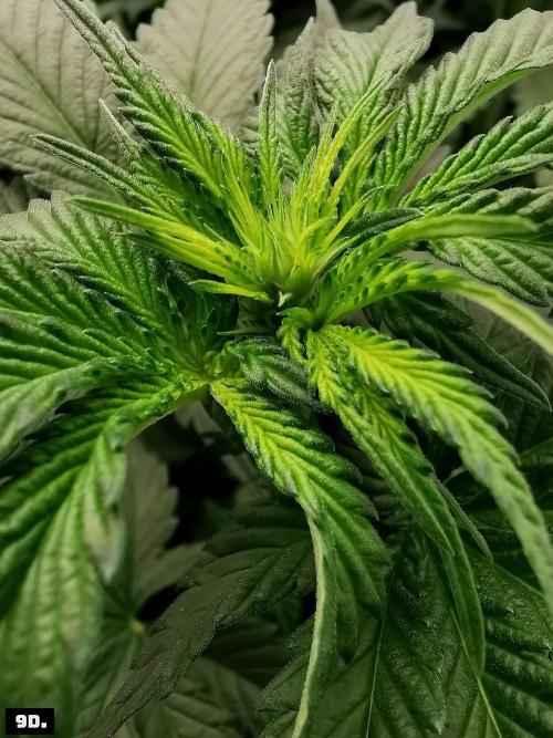 Fruit Punch. Week 8 - 9D