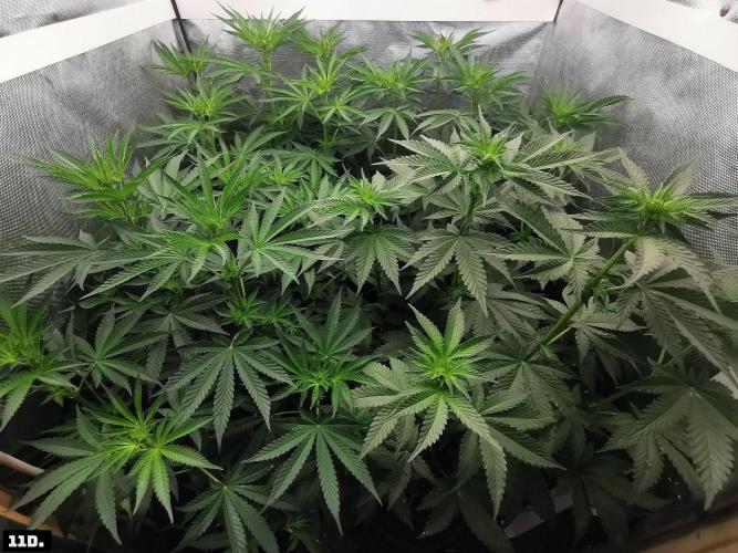 Fruit Punch. Week 8 - 11D