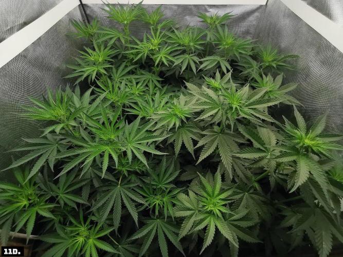 Fruit Punch. Week 8 - 11D