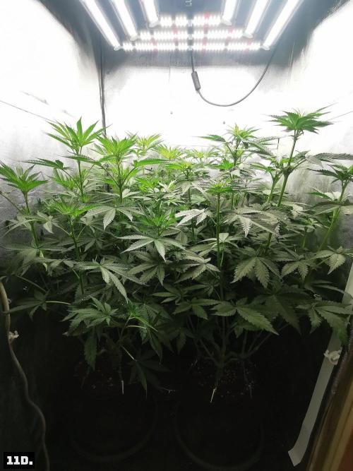 Fruit Punch. Week 8 - 11D
