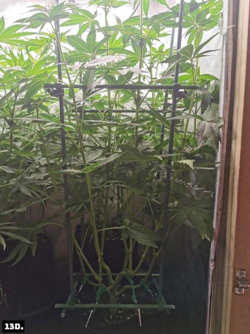 Fruit Punch. Week 8 - 13D