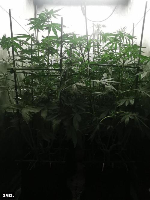 Fruit Punch. Week 8 - 14d