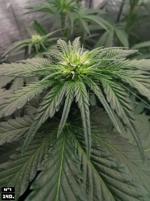 Fruit Punch. Week 8 - 14d