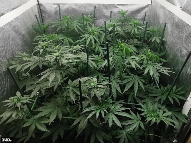 Fruit Punch. Week 8 - 14d