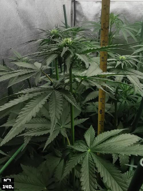 Fruit Punch. Week 8 - 14d Nº1