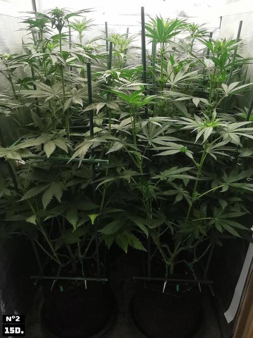 Fruit Punch. Week 9 - 15D