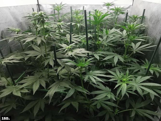 Fruit Punch. Week 9 - 15D