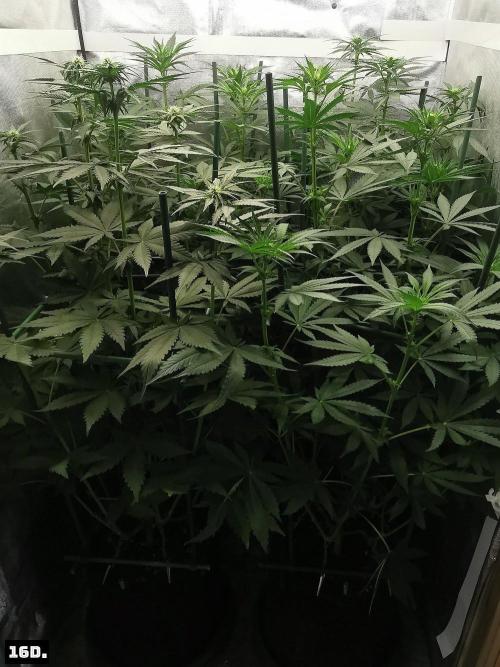 Fruit Punch. Week 9 - 16D