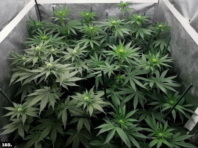 Fruit Punch. Week 9 - 16D