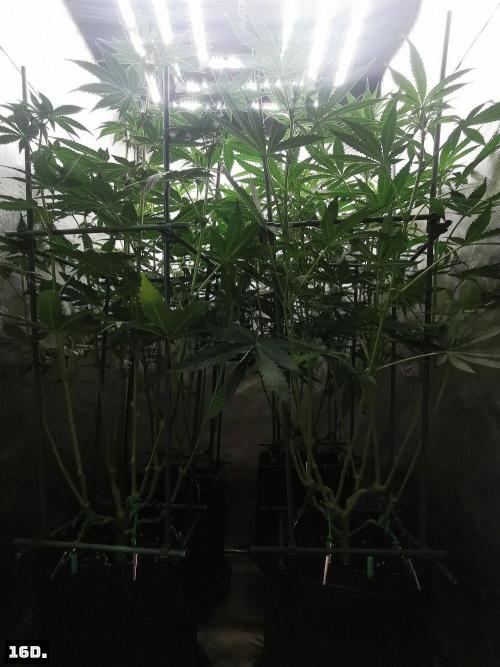 Fruit Punch. Week 9 - 16D