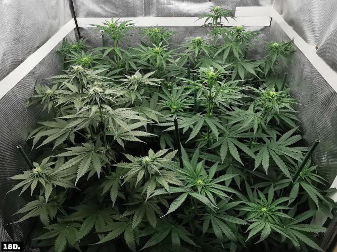 Fruit Punch. Week 9 - 18D