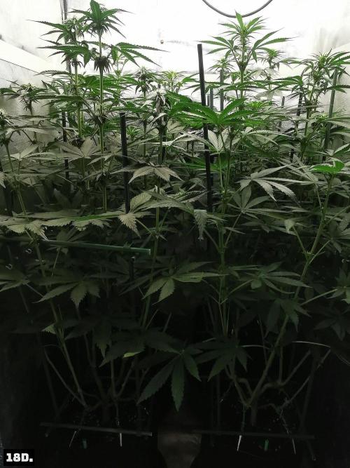 Fruit Punch. Week 9 - 18D