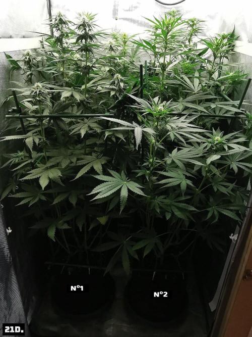 Fruit Punch. Week 9 - 21d