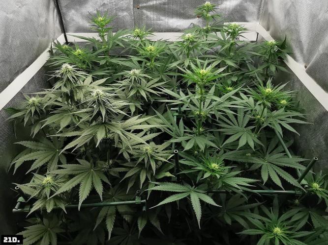 Fruit Punch. Week 9 - 21d