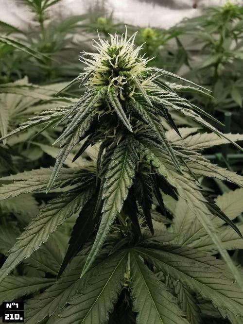 Fruit Punch. Week 9 - 21dn1