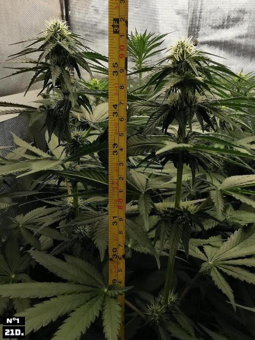 Fruit Punch. Week 9 - 21dn1
