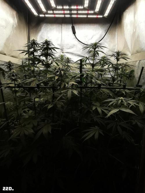 Fruit Punch. Week 10 - 22d