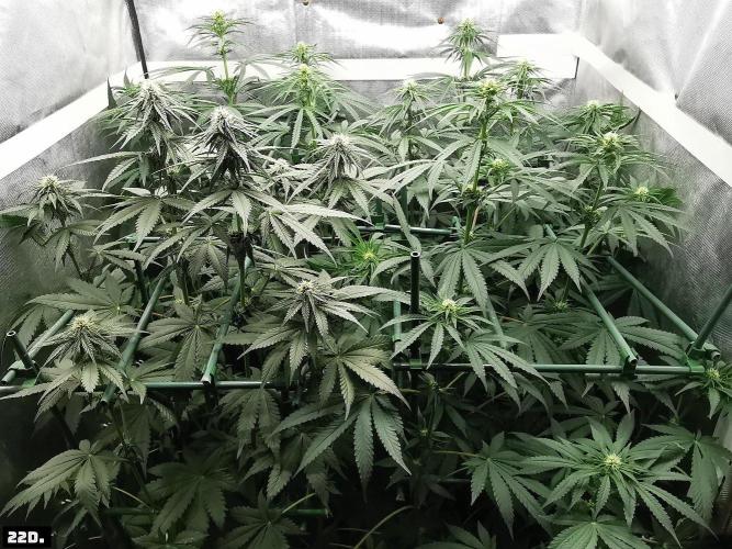 Fruit Punch. Week 10 - 22d