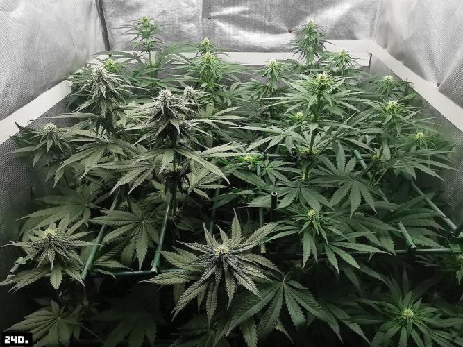 Fruit Punch. Week 10 - 24d