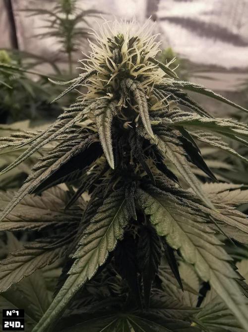 Fruit Punch. Week 10 - 24d