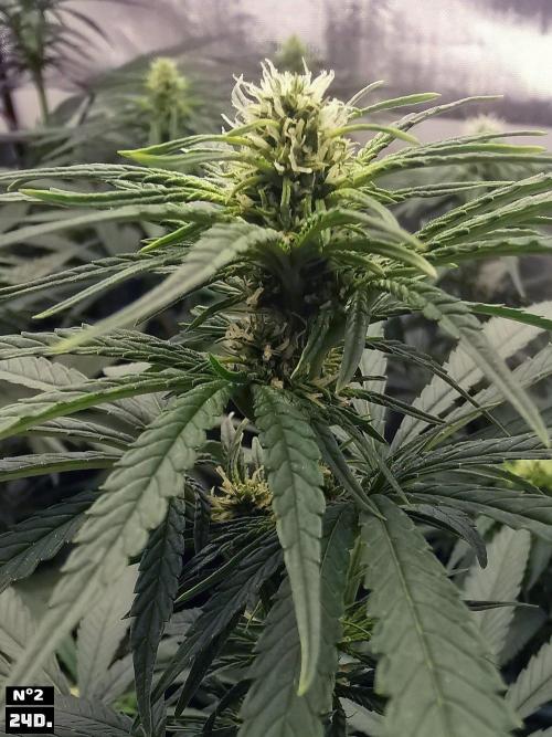 Fruit Punch. Week 10 - 24d