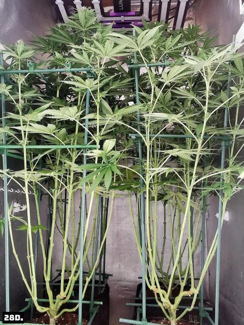 Fruit Punch. Week 10 - 28D