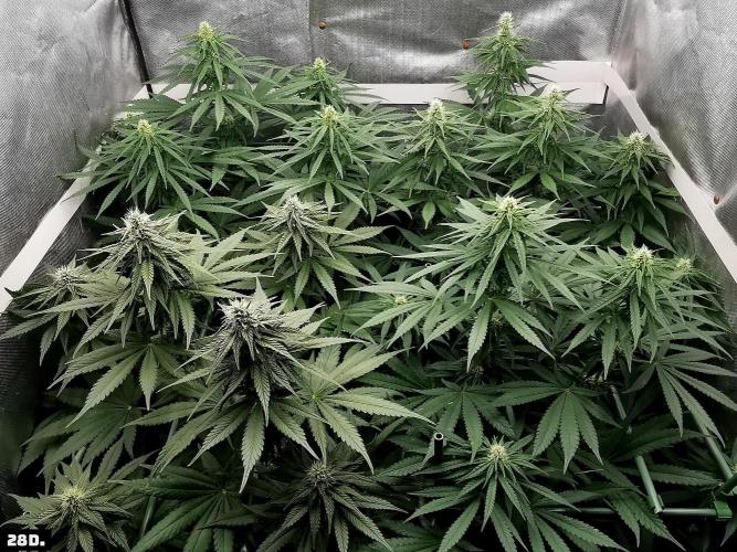 Fruit Punch. Week 10 - 28D